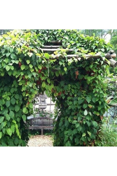 Лимонник китайский / Шизандра 